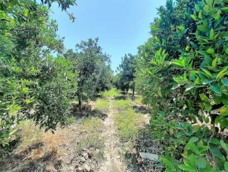 Freistehende Eigentumsurkunde In Der Nähe Des Sees In Köyceğiz 2 650 M2 Zitrusgarten Zum Verkauf Oder Tausch