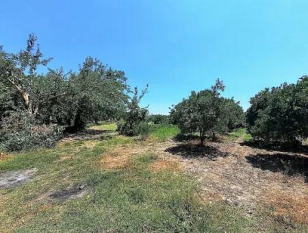 Freistehende Eigentumsurkunde In Der Nähe Des Sees In Köyceğiz 2 650 M2 Zitrusgarten Zum Verkauf Oder Tausch
