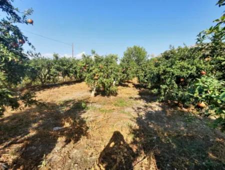 Mugla Ortaca Dalyanda 7520 M2 Maniced Freistehender Granatapfelgarten Zu Verkaufen