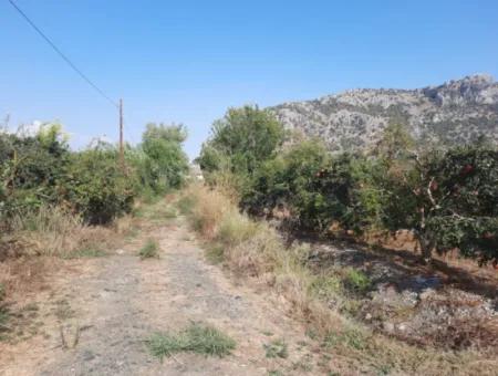 Mugla Ortaca Dalyanda 7520 M2 Maniced Freistehender Granatapfelgarten Zu Verkaufen