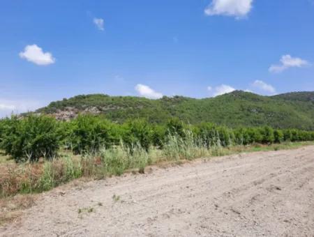 Fruchtbares Land Zu Vermieten In Ortaca Güzelyurt