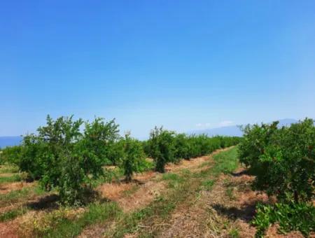 Muğla Ortaca Tepearası Zum Verkauf Kelepir Freistehendes 22 250 Grundstück