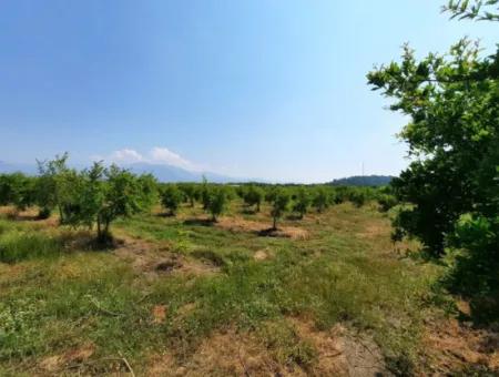 Muğla Ortaca Tepearası Zum Verkauf Kelepir Freistehendes 22 250 Grundstück