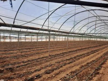 3100 M2 Grundstücke Und Gewächshaus In Muğla Ortaca Ekşiliyurt Zum Verkauf