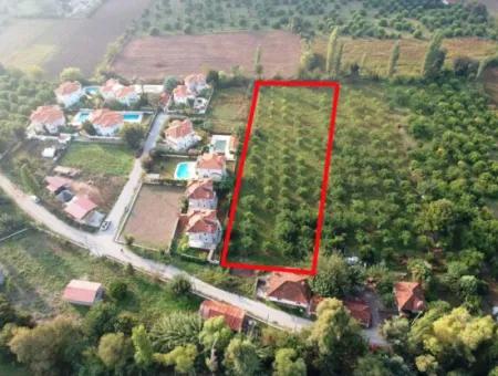 Muğla Ortaca Marmarlıda 4.000 M2 Zitronengarten 5 Jahre Vermietung