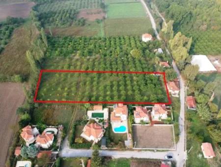 Muğla Ortaca Marmarlıda 4.000 M2 Zitronengarten 5 Jahre Vermietung