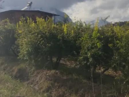 7833 M2 Freistehendes Feld Zum Verkauf In Muğla Ortaca Eskiköy