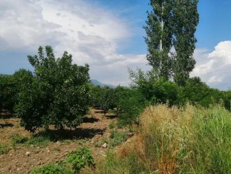 Bauernhof Zum Verkauf In Köyceğiz Beyoba Schnäppchen