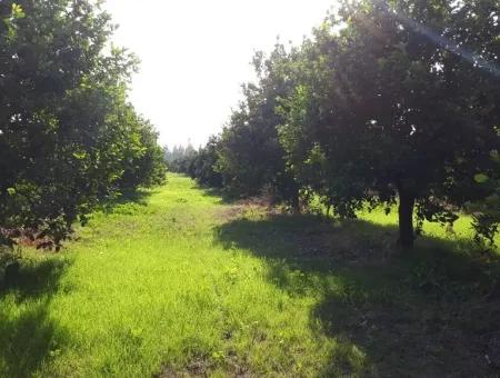 Tepearasi Schnäppchen Für Verkauf In Orange Grove