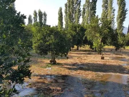 Garten Zum Verkauf In Köyceğiz Dorf