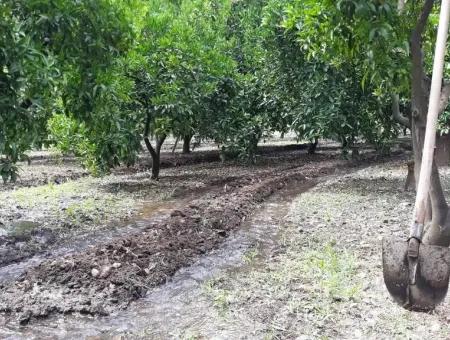 Garten Zum Verkauf In Köyceğiz Dorf