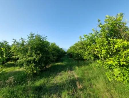 23.000 M² Granatapfel- Und Zitronengarten Zum Verkauf In Muğla Ortaca Tepearası – Geeignet Für Landwirtschaftliche Kredite