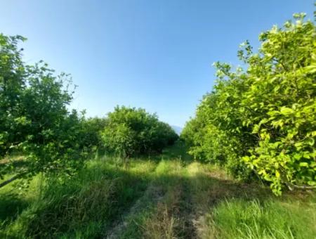 23.000 M² Granatapfel- Und Zitronengarten Zum Verkauf In Muğla Ortaca Tepearası – Geeignet Für Landwirtschaftliche Kredite