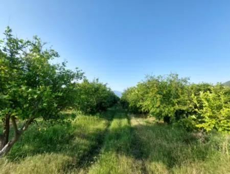 23.000 M² Granatapfel- Und Zitronengarten Zum Verkauf In Muğla Ortaca Tepearası – Geeignet Für Landwirtschaftliche Kredite