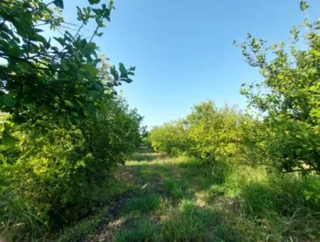 23.000 M² Granatapfel- Und Zitronengarten Zum Verkauf In Muğla Ortaca Tepearası – Geeignet Für Landwirtschaftliche Kredite