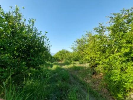 23.000 M² Granatapfel- Und Zitronengarten Zum Verkauf In Muğla Ortaca Tepearası – Geeignet Für Landwirtschaftliche Kredite