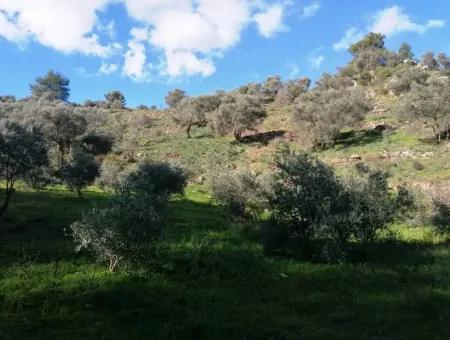 Mugla Ortaca Gokbel Schnäppchen Olivenhain Zum Verkauf