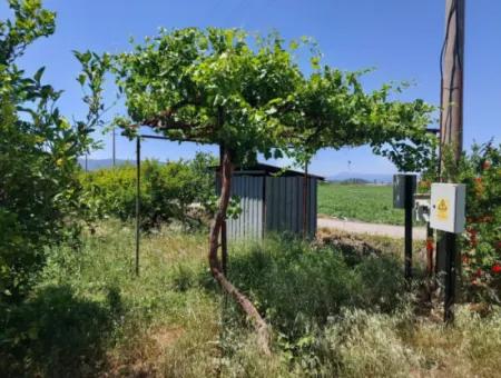9.000 M2 Granatapfelgarten Zum Verkauf In Muğla Ortaca, Eskiköy