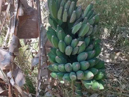 ???? Dorfhaus Zum Verkauf In Ortaca Okçular Bebauungsplan
