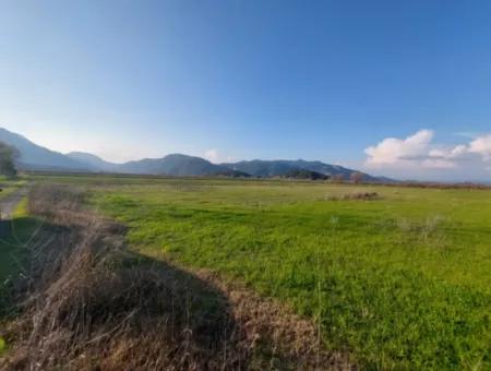 14.500 M² Fruchtbares Land In Ortaca Güzelyurt Zur Langzeitmiete – Geeignet Für Die Tierhaltung
