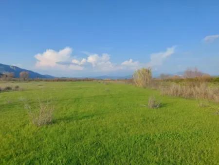 14.500 M² Fruchtbares Land In Ortaca Güzelyurt Zur Langzeitmiete – Geeignet Für Die Tierhaltung
