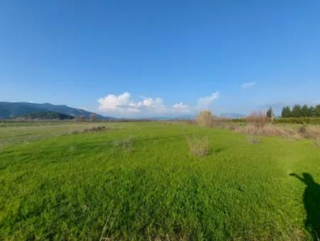 14.500 M² Fruchtbares Land In Ortaca Güzelyurt Zur Langzeitmiete – Geeignet Für Die Tierhaltung