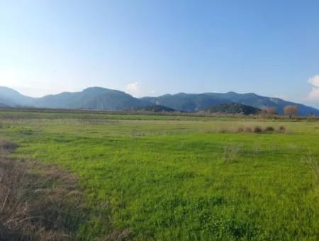 14.500 M² Fruchtbares Land In Ortaca Güzelyurt Zur Langzeitmiete – Geeignet Für Die Tierhaltung