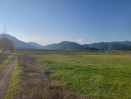 14.500 M² Fruchtbares Land In Ortaca Güzelyurt Zur Langzeitmiete – Geeignet Für Die Tierhaltung