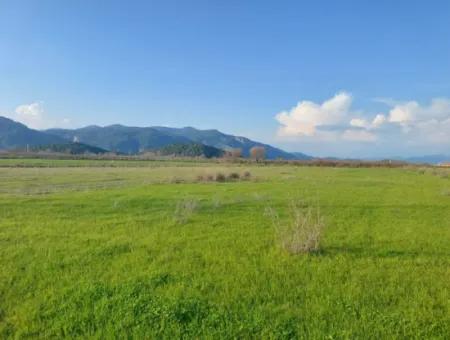 14.500 M² Fruchtbares Land In Ortaca Güzelyurt Zur Langzeitmiete – Geeignet Für Die Tierhaltung