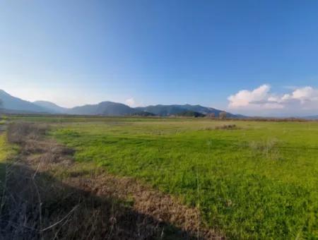 14.500 M² Fruchtbares Land In Ortaca Güzelyurt Zur Langzeitmiete – Geeignet Für Die Tierhaltung