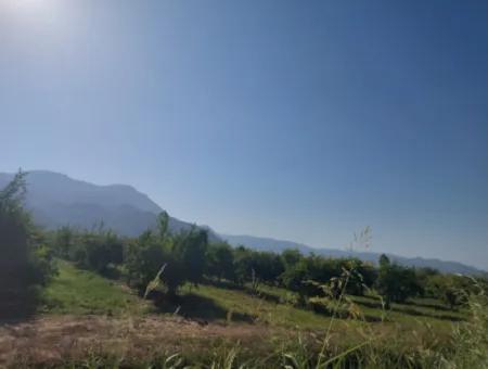 73.500 M² Granatapfelgarten, Geeignet Für Investitionen In Ortaca Dalyan Zu Verkaufen