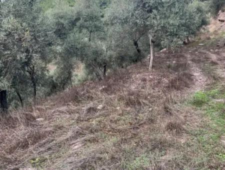 1.025 M2 Qualifiziertes Olivenhain-Land In Muğla Milas Çakıralan Steht Zum Verkauf