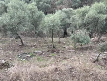 1.025 M2 Qualifiziertes Olivenhain-Land In Muğla Milas Çakıralan Steht Zum Verkauf