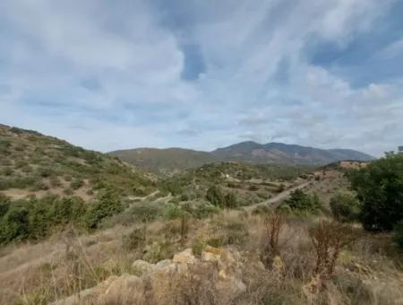 8.400 M² Schnäppchen-Olivenhain Zum Verkauf Mit Freistehender Eigentumsurkunde In Datça Yazı, Muğla