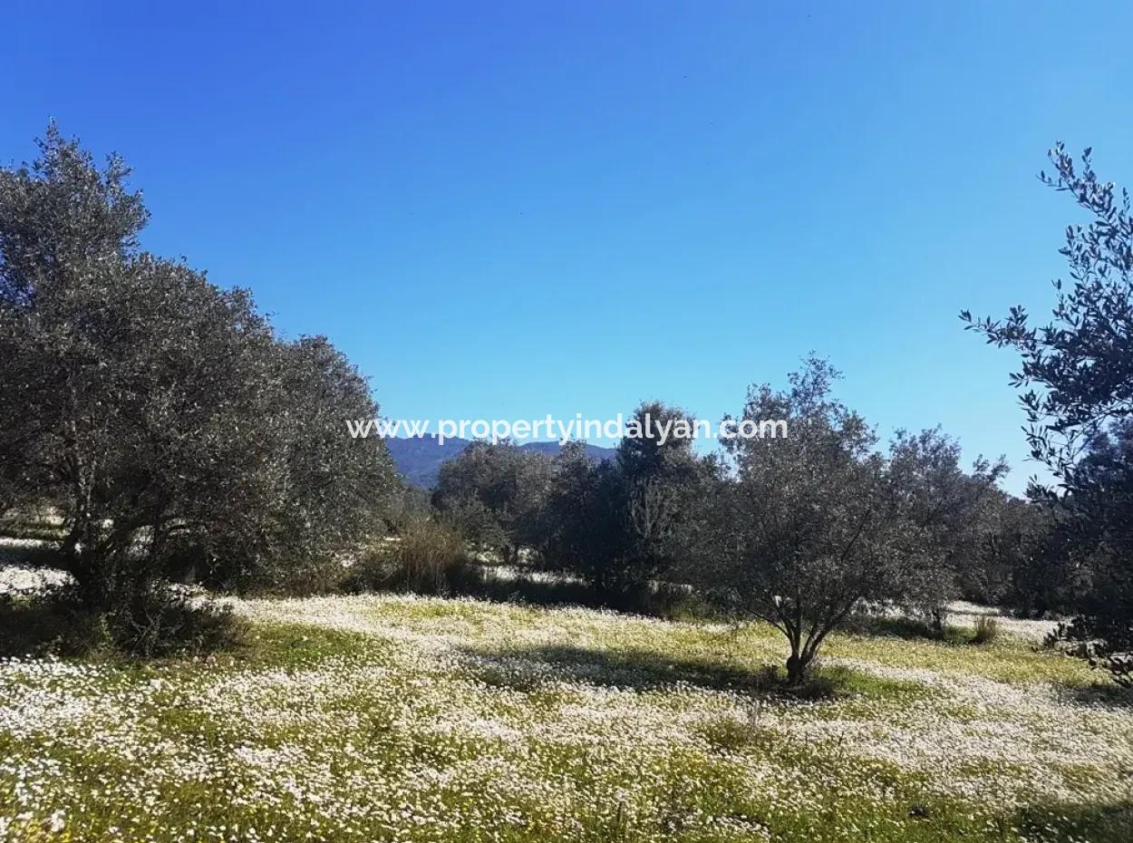 Land For Sale With Lake View In Köycegiz Zeytin Area