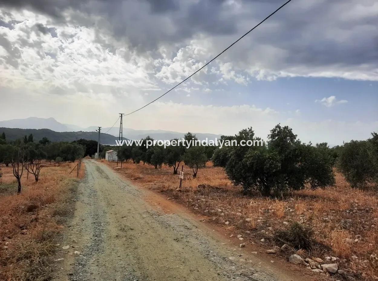Land With Lake Views For Sale In Köyceeğiz Zeytin Area