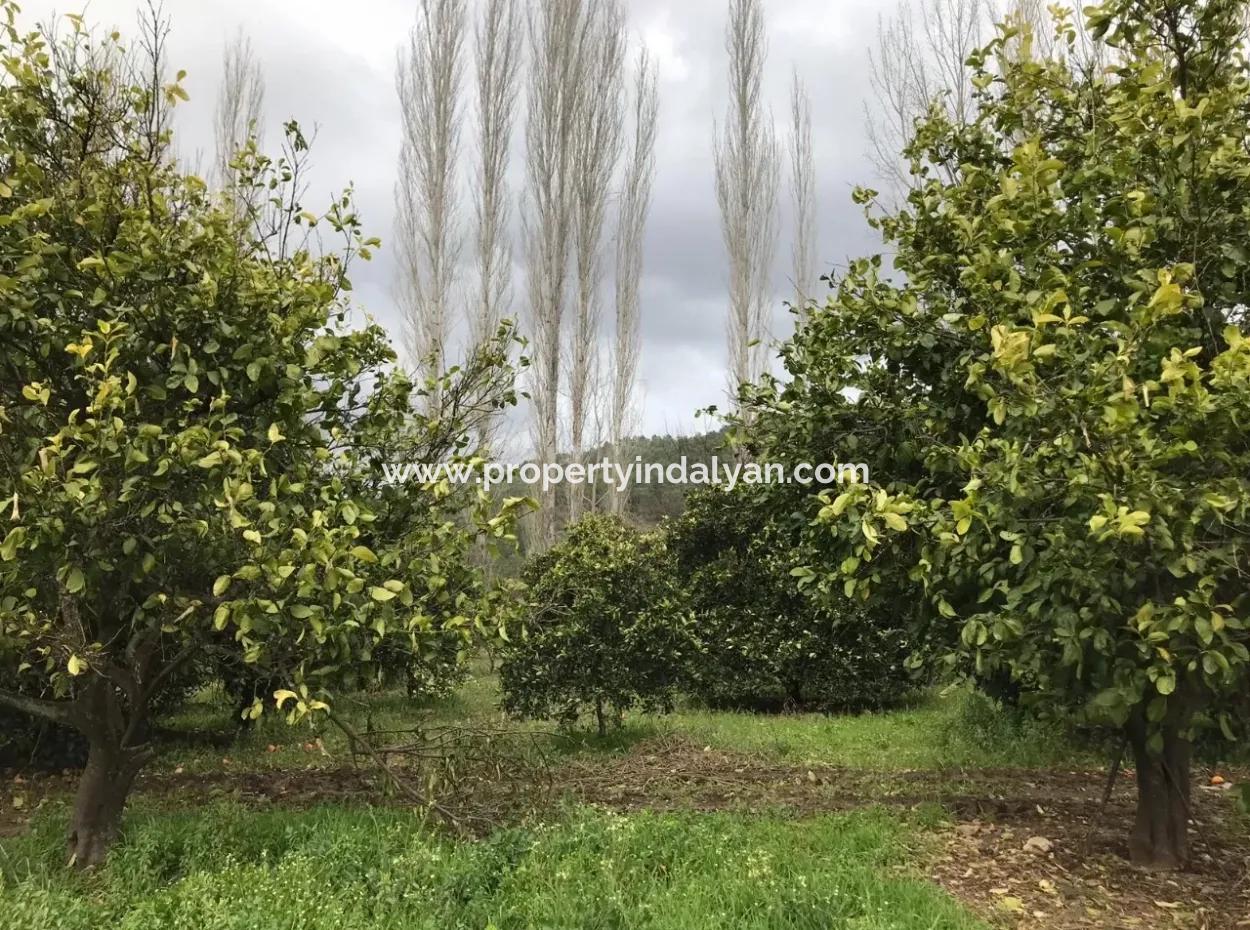 Beyoba 19570 M2 Of Fertile Land For Sale In Koycegiz