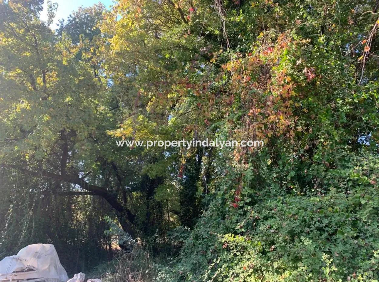 500 M2 Kelepir Land For Sale In Köyceğinz Yangı