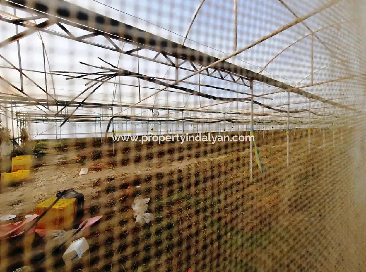 Denizli Çameli Yumrutaş Detached 4 000 M2 Greenhouse For Sale