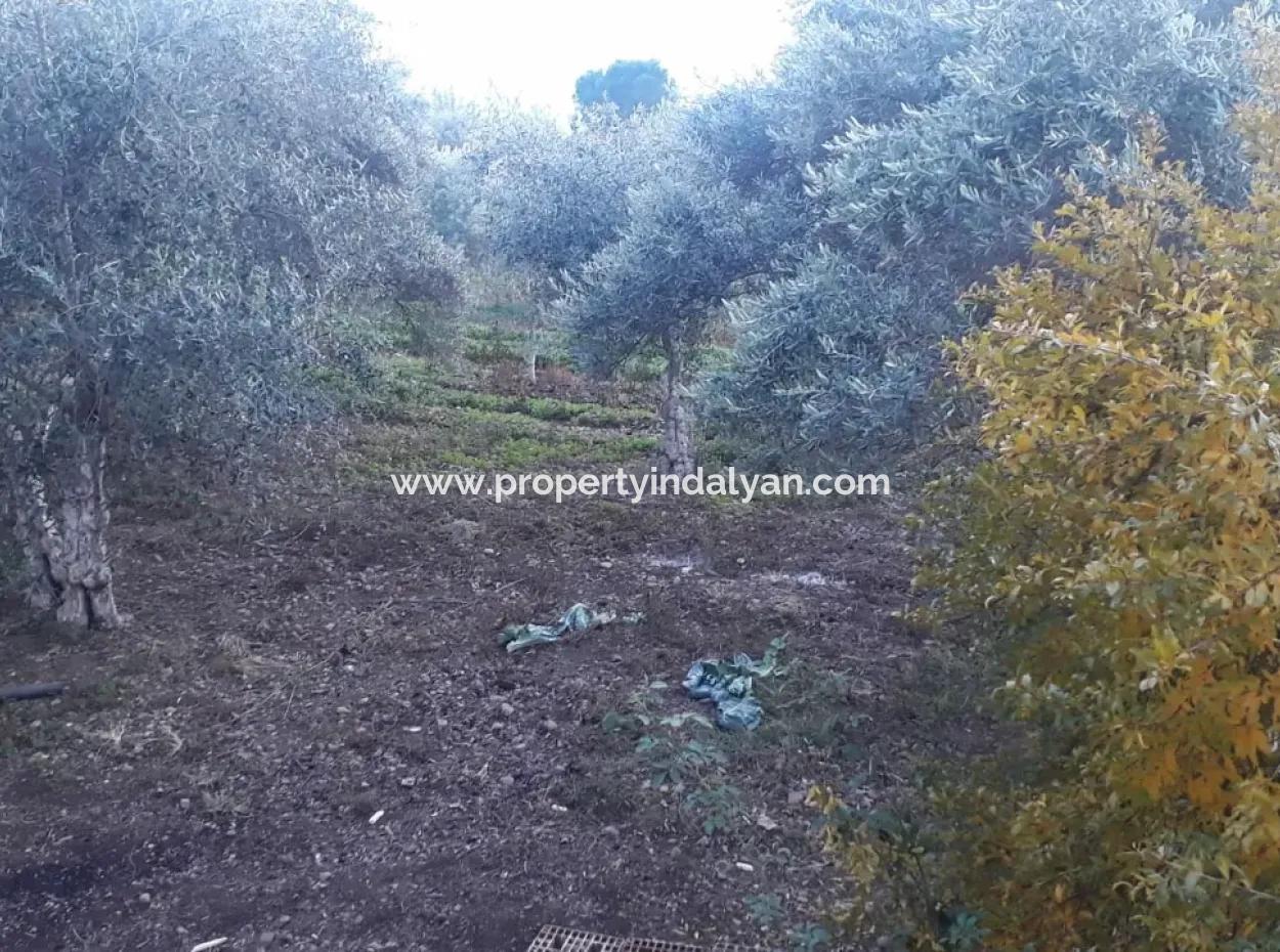 Zoning Plots With Lake Views For Sale In Köyceğinz Toparlar