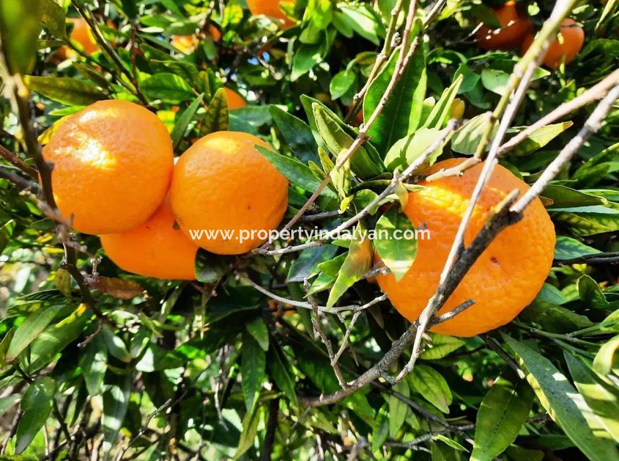 2200 M2 Detached Citrus Grove For Sale In Köyceğinz Döğüşbelen