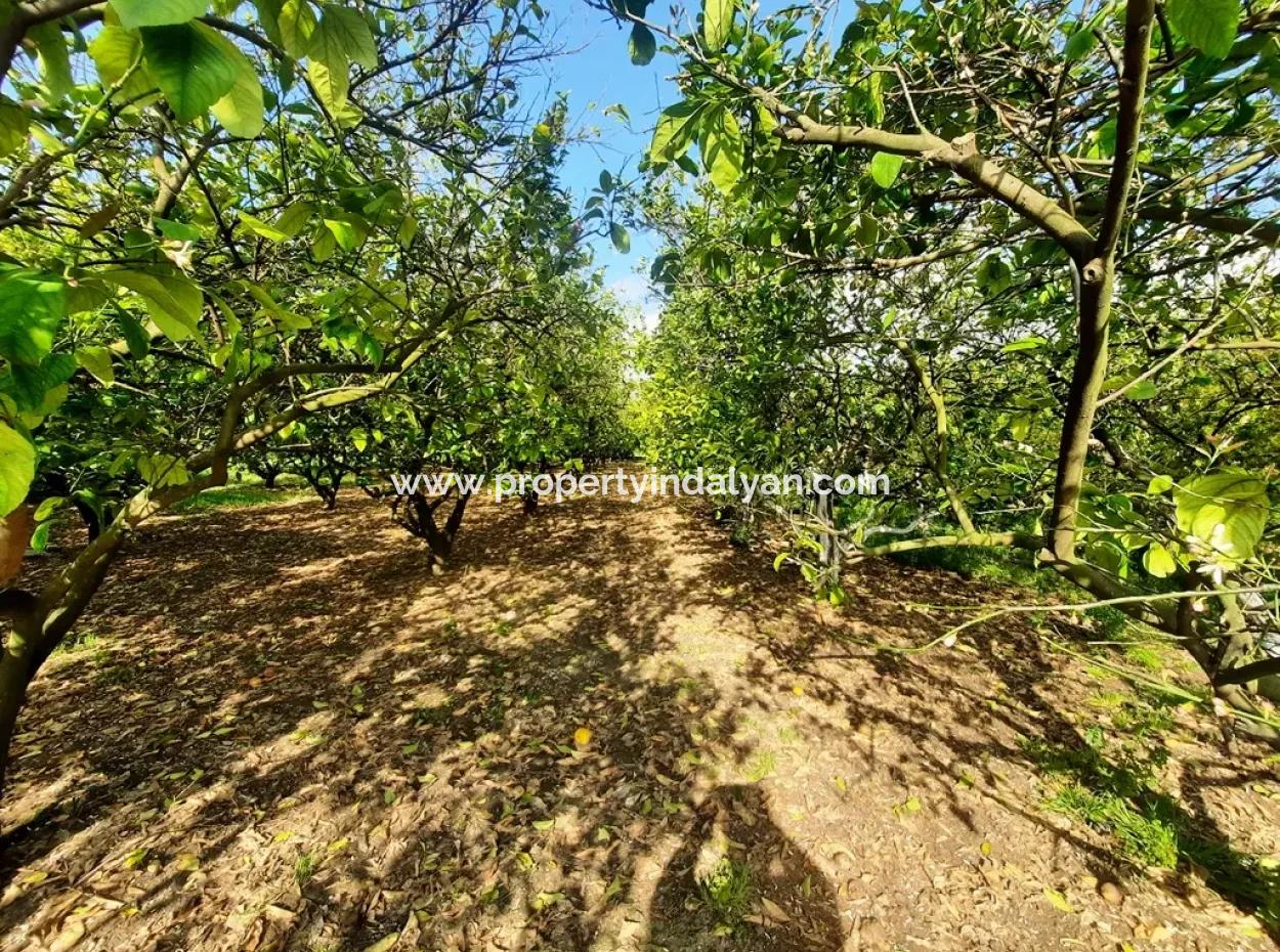 Ortaca Güzelyurt 1 500 M2 Land For Sale 250 M2 Construction Permit