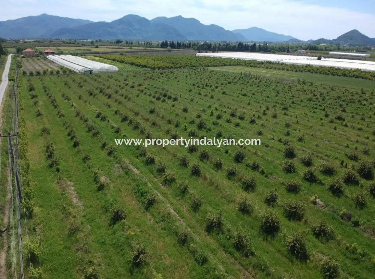 Oriya 26700 M2 Landscaped Garden Lemon Eskiköy Also For Sale