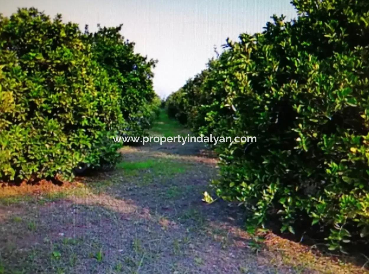 Citrus Garden For Sale In Köyceğiz Up Also, 29 000 M2