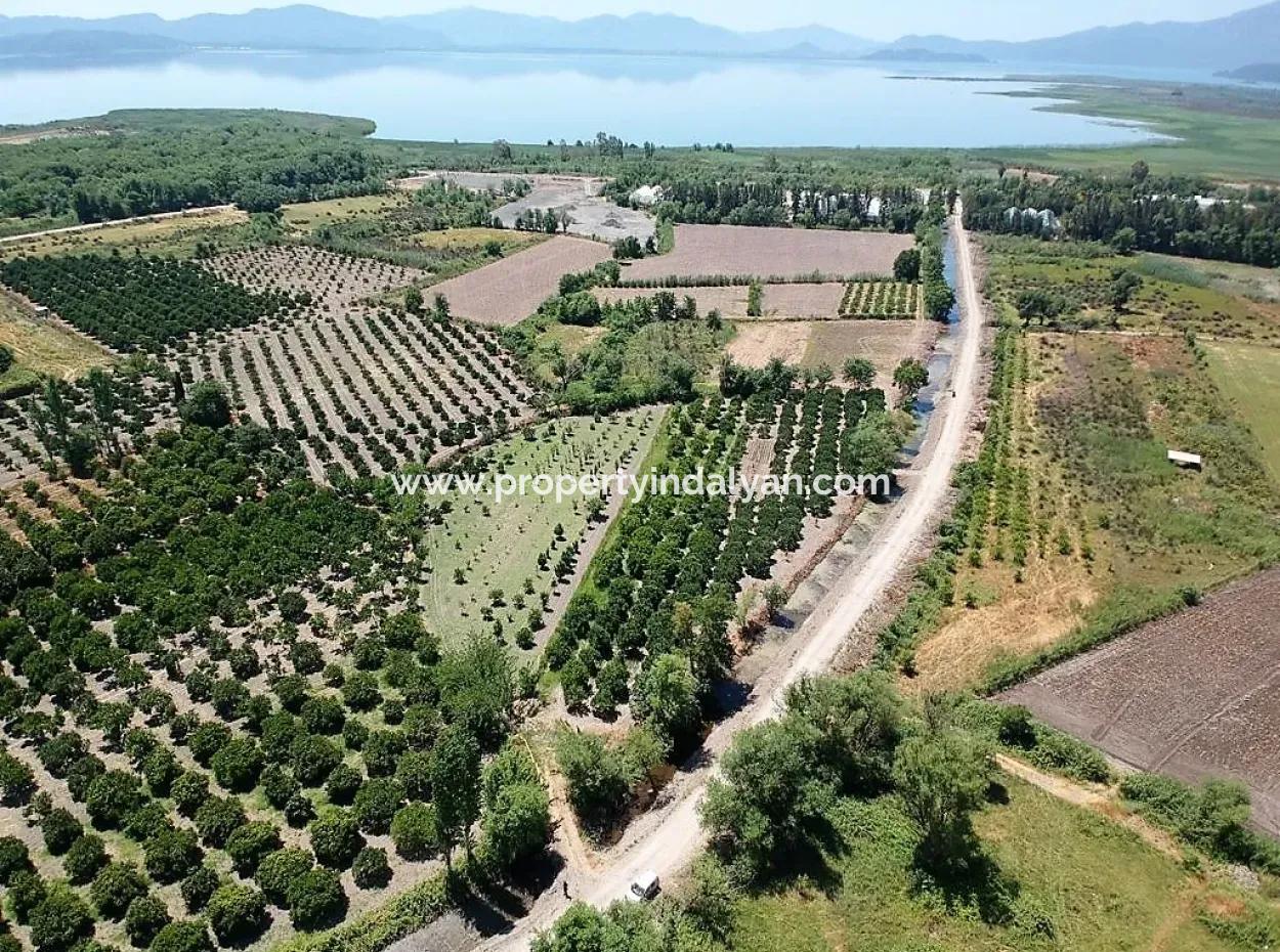 2650 M2 Detached Deed Citrus Orchard For Sale In Mugla Village