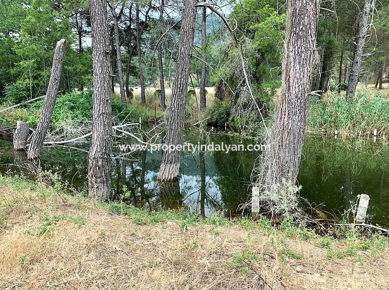 Tea Edge 10345 M2 Land And Detached House For Sale In Ortaca Çaylı Pine Forest