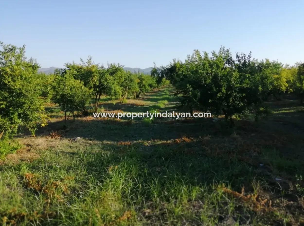 Garden For Sale In Oriya Tepearasi