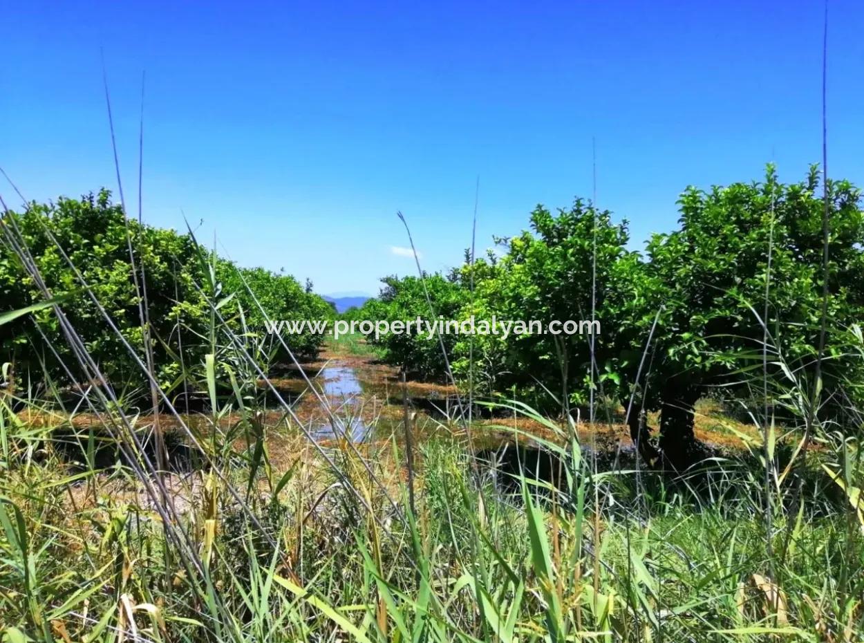 Lemon Garden For Sale Bargain Ortaca