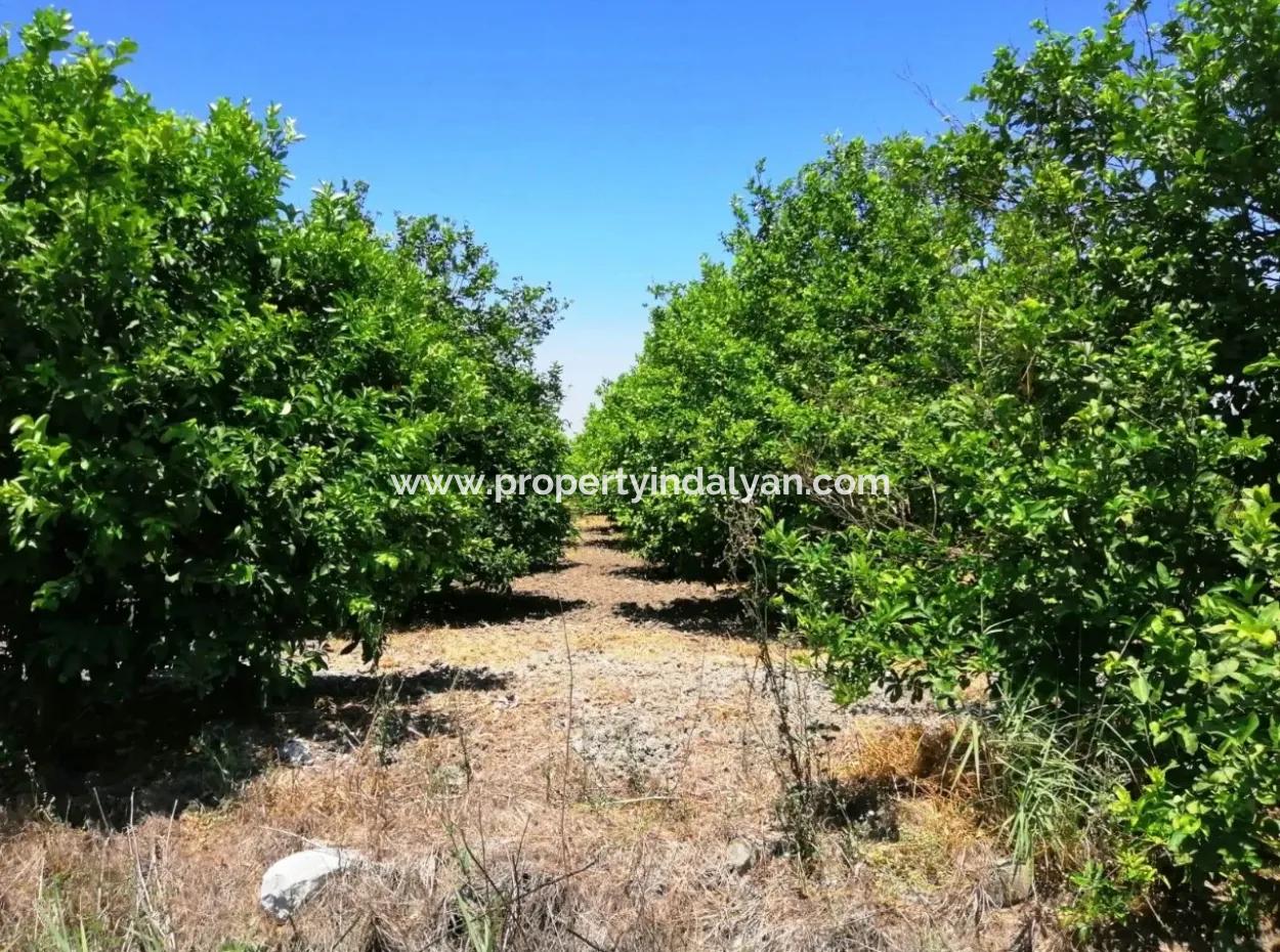 Lemon Garden For Sale Bargain Ortaca