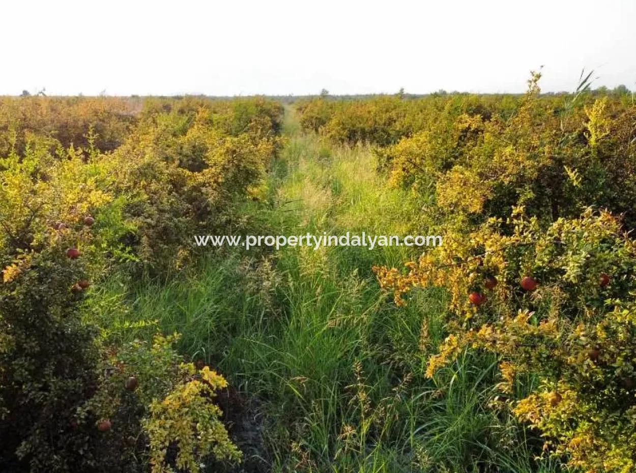 Mugla Ortaca Eskiköy 7767 M2 Pomegranate Garden For Sale